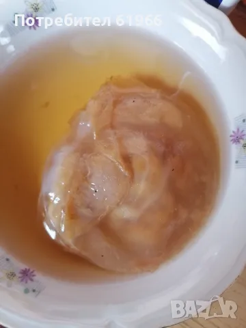 Лечебна гъба камбуча , снимка 2 - Други стоки за дома - 49632746