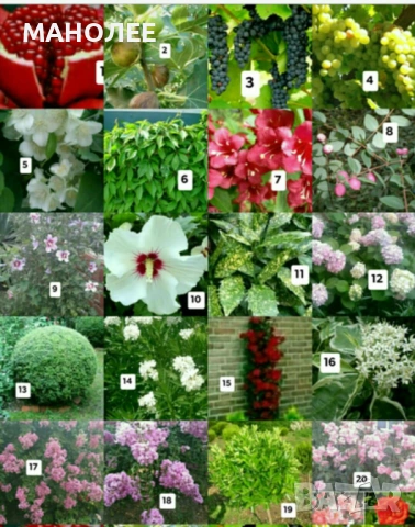 💐💐💐💐50 РЕЗНИКА В ЕДИН ПАКЕТ /видове по избор/ ЗА 10 € 💐🎁🪷🌞