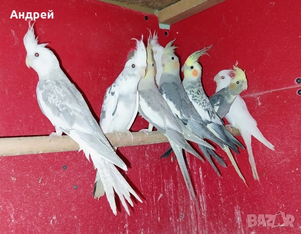 Папагали Корела 30 броя , снимка 1