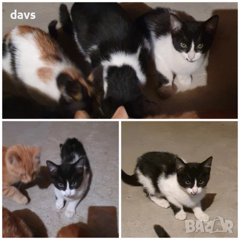 Малки котета – различни шарки, снимка 15 - Други - 51972893