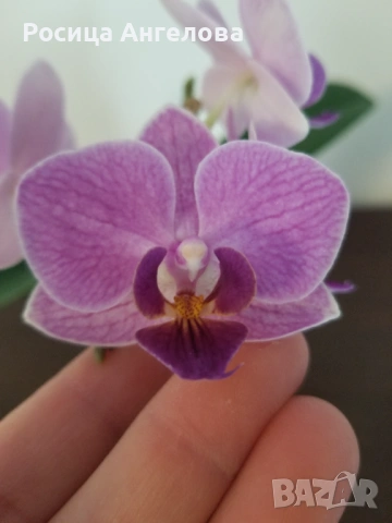 Орхидея violet queen 