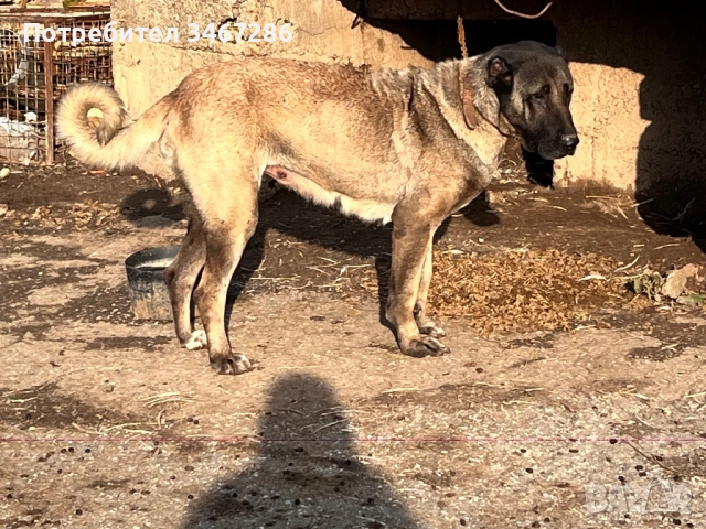 Кангал женска