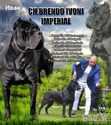 Cane Corso ELITE, снимка 6 - Кане корсо - 52355264