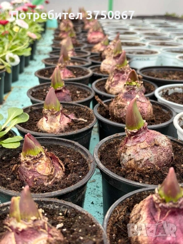 🌸🌿💞 Зюмбюл в саксия (Hyacinthus), снимка 6 - Градински цветя и растения - 53385103