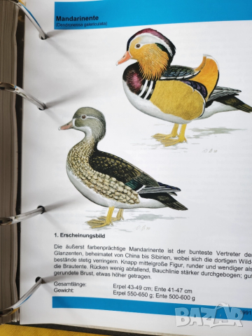 Декоративни птици - Немски стандарт (официален), цветен, над 300 вида описани, критерии за оценка..., снимка 12 - Енциклопедии, справочници - 52341558