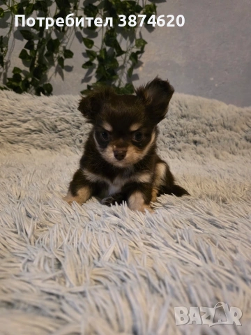 чихуахуа момченца , снимка 10 - Чихуахуа - 53389402