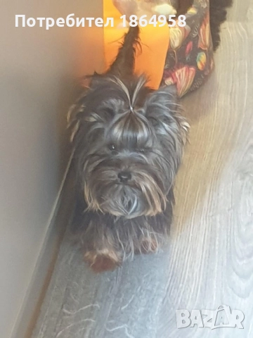 СУПЕР МИНИ ЙОРКИ Доставка, снимка 6 - Йоркширски териер - 52484415