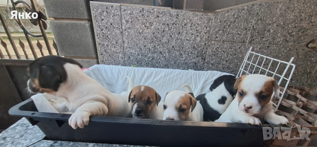 Джак-Ръсел териер