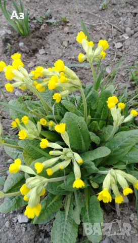 Продавам цветя Иглика (горска), снимка 3 - Разсади - 47332261