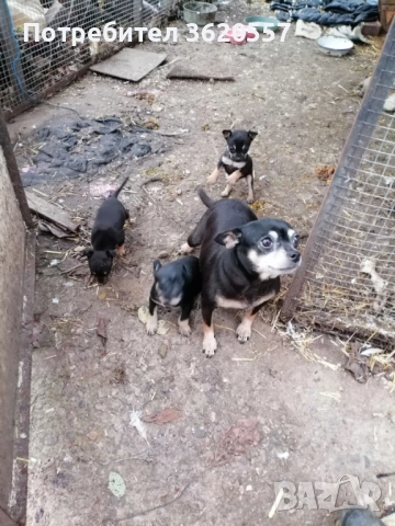 Пинчер, снимка 2 - Пинчер - 52972639