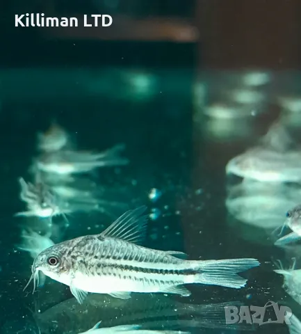 Коридорас нанус, снимка 1