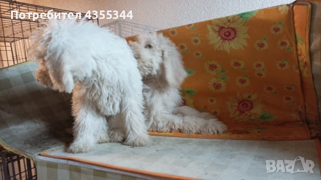 Пудел Кралски , снимка 4 - Пудели - 52439727