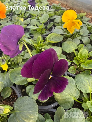 Зюмбюл, иглика, карамфил и др., снимка 13 - Градински цветя и растения - 53506898