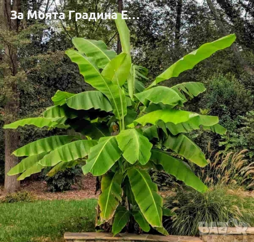 Банан- Мусо