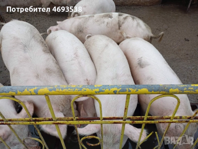 Продавам прасета 