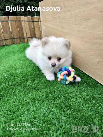 Продавам померанчета, снимка 8 - Померан - 51719440