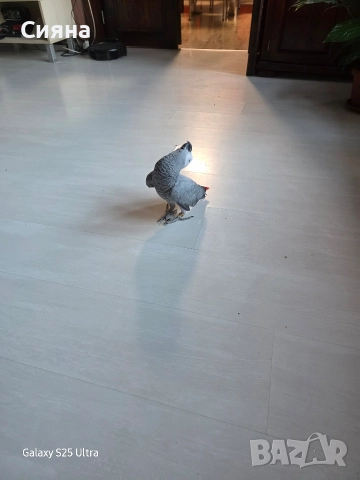 кралско жако, снимка 6 - Папагали - 52881352