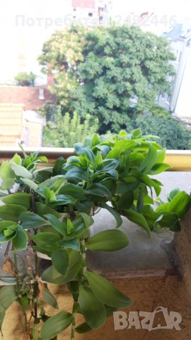 Традескасия 