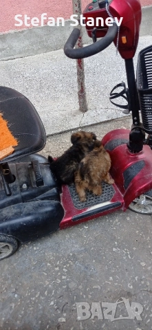 Продавам, тези двете момичета,за да са аларма,звънец, или другар на Някои., снимка 2 - Други животни - 51440914