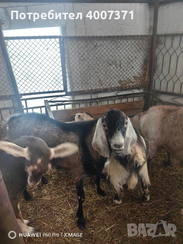 Чистокръвен англонубийски пръч 