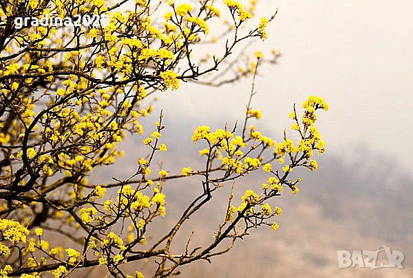 Дрян - Жълт, снимка 4 - Разсади - 51095875