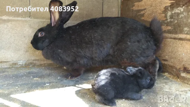 най различни зайци, снимка 6 - Други - 49905491