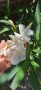 Зокум/ Олеандър в бял и розов кичест цвят, снимка 11