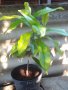 Продавам малки дръвчета магнолия-грандифлора!, снимка 1 - Градински цветя и растения - 21703846