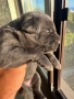 Кане Корсо (Cane Corso) бебета, снимка 3