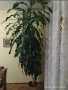 Продавам ЮКА, снимка 1 - Стайни растения - 40084303