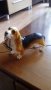 Сувенир куче Басет, снимка 1 - Декорация за дома - 27463269