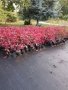 Американски червен дъб цена 12 лева тел за връзка 0879324134 пращам със еконт , снимка 1 - Градински цветя и растения - 43111672