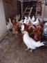 Кокошки ярки, уоман барун, бял легхорн и спербек, снимка 6