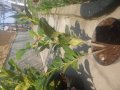 Лавровишна 40-70 см., снимка 1 - Градински цветя и растения - 28286897