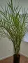 Финикова палма със саксия - 240см.!, снимка 3