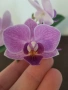 Орхидея violet queen , снимка 1
