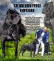 Cane Corso ELITE, снимка 6