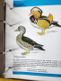Декоративни птици - Немски стандарт (официален), цветен, над 300 вида описани, критерии за оценка..., снимка 12