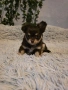 чихуахуа момченца , снимка 10