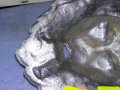 Стара КРАСИВА СРЕБРИСТА МЕТАЛНА ЛЪВСКА ГЛАВА БАРЕЛЕФ ФМОГО ЕФЕКТНА За УКРАСА на ПОРТА КОЛЕКЦИЯ 42746, снимка 15