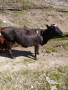 Крава, снимка 1 - Крави - 44895363