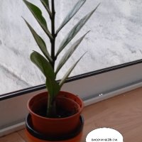 Растение Zamioculcas zamilofolia, снимка 1 - Стайни растения - 43611702