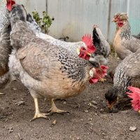 Крем Легбар, Опал Легбар, яйца и пилета, снимка 2 - Кокошки и пуйки - 42957928