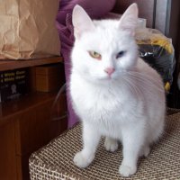 Прекрасна бяла котка ТУРСКИ ВАН със синьо и зелено око търси бял мъжкар, снимка 1 - Други - 28208362