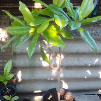 Продавам малки дръвчета магнолия-грандифлора!, снимка 2 - Градински цветя и растения - 21703846