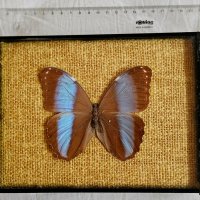 Пеперуда в рамка, снимка 3 - Картини - 43803782
