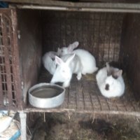 Калифорнийски зайци , снимка 1 - Други - 38039189