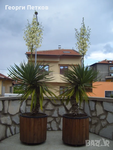 Палма Юка-студоустойчива,дворна-60-70см., снимка 1