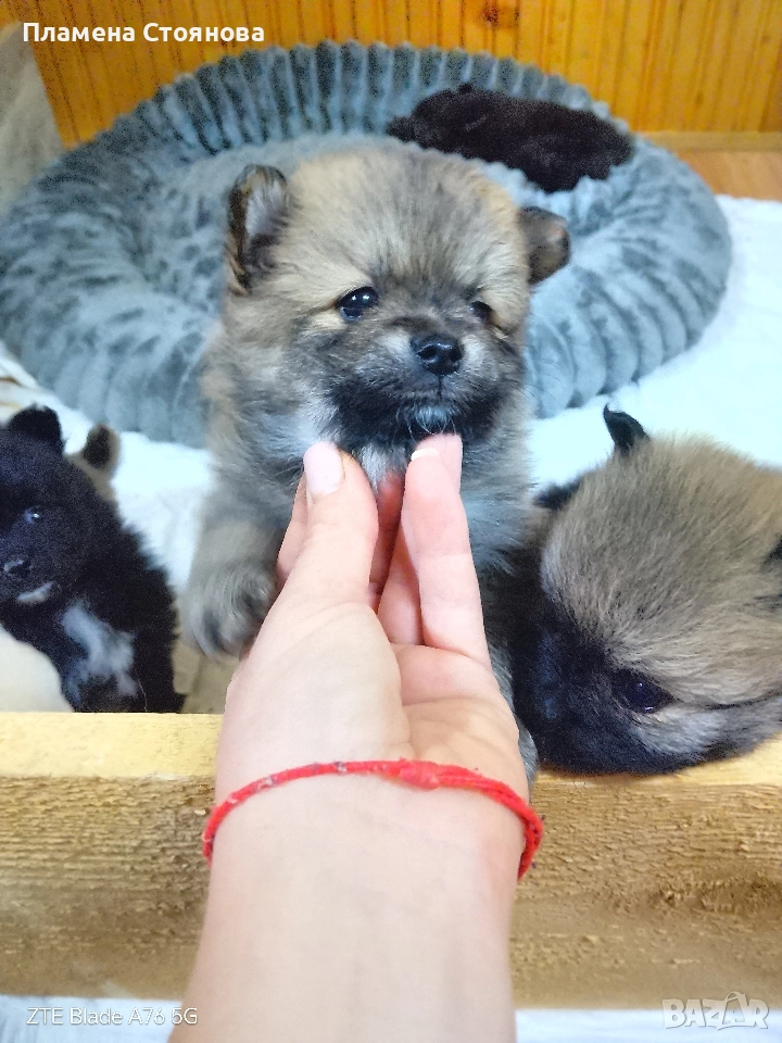 продавам малки померани , снимка 1