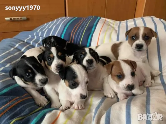 ДЖАКОВЕ БЕБЕТА 1002251245, снимка 1